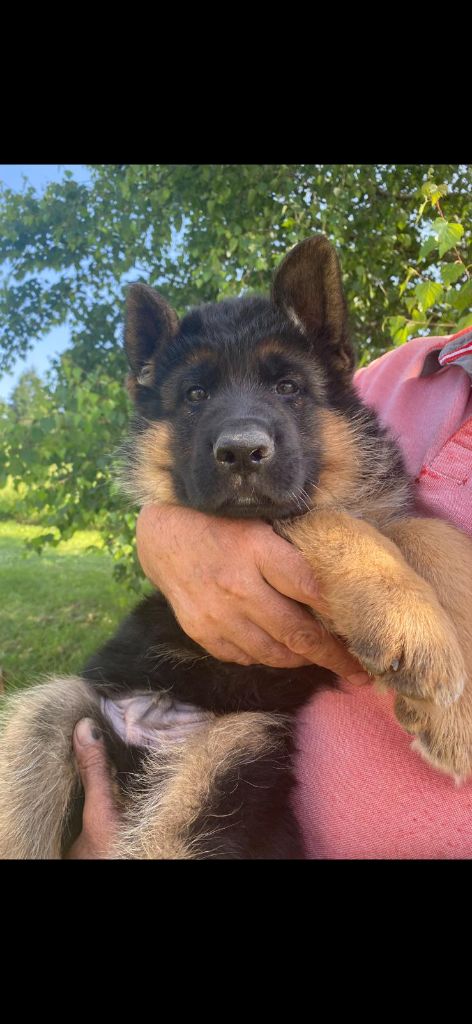 De L'enclos Des Frenes - Chiots disponibles - Berger Allemand