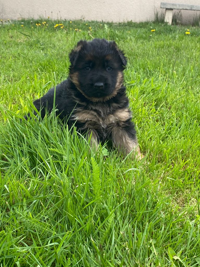 De L'enclos Des Frenes - Chiots disponibles - Berger Allemand