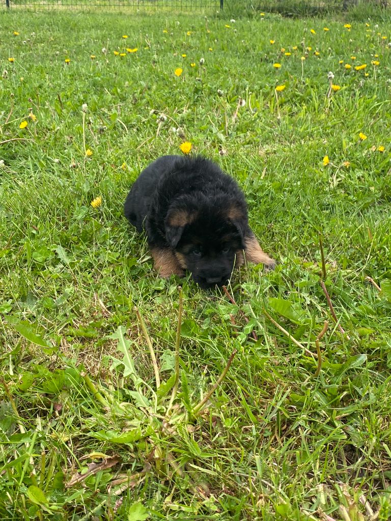De L'enclos Des Frenes - Chiots disponibles - Berger Allemand